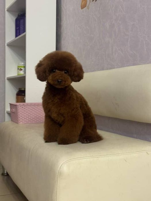 Той пудель мальчик китай 6мес. подросток