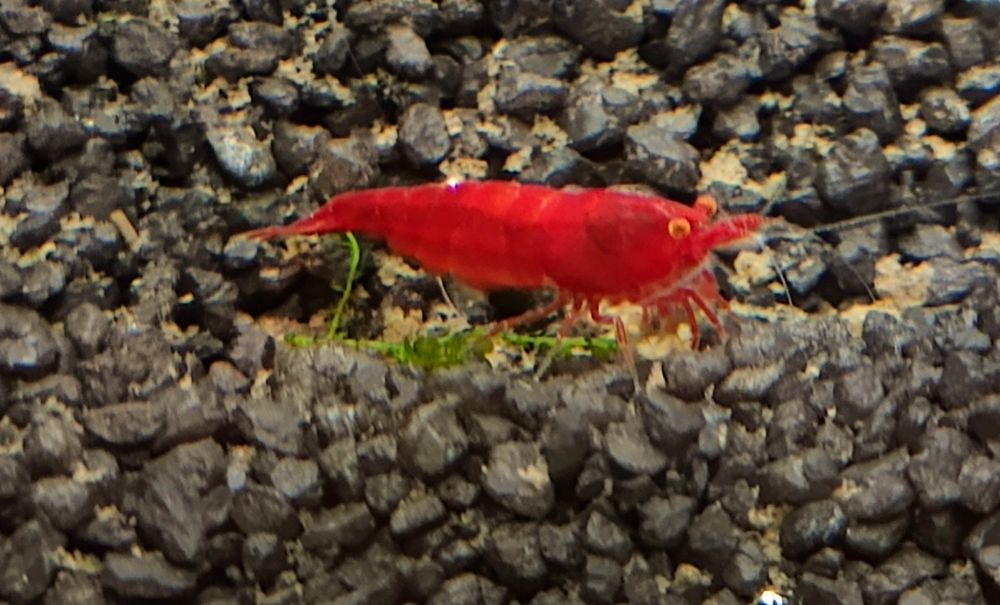 Neocardina Bloody Mary OE „Red Demon” (Orange Eye) – Kranówka!
