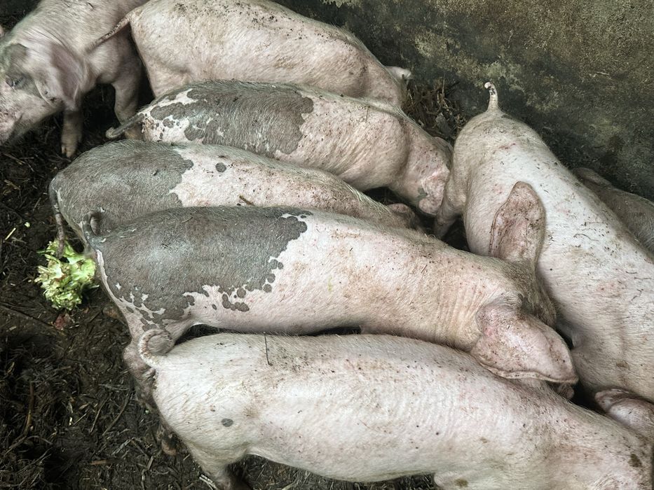 Venda de leitoes  bissaros