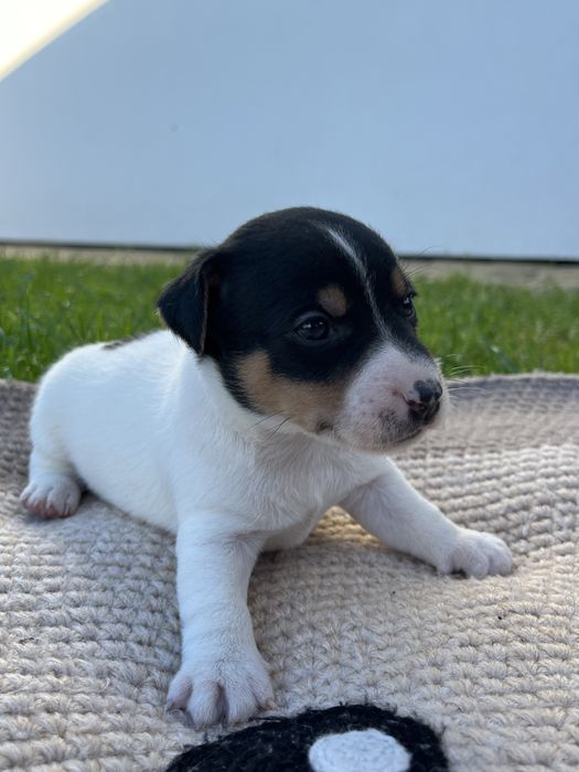 Szczeniak Jack Russel Terrier