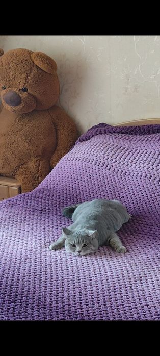 В'язка шотландських котів, шотландський прямовухий кіт