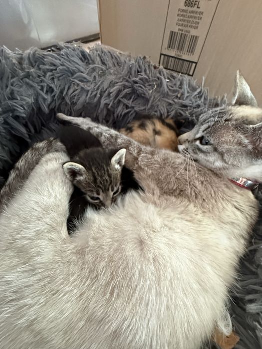 Adoção gatinhos bebés