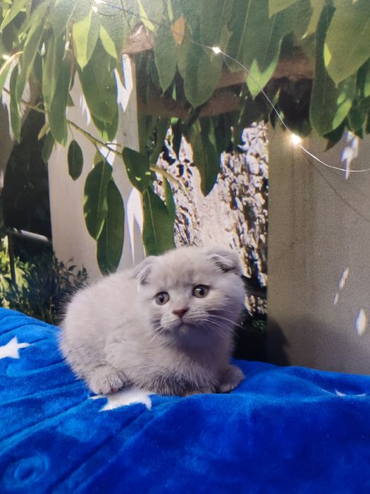 Шотландські новорічні антидеприсанти