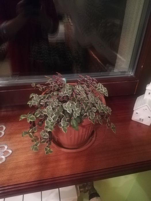 Sadzonki rośliny ze zdjęcia