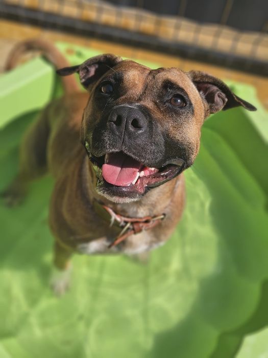 Gina - 3 letnia radosna sunia AST. Adopcja !