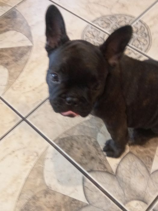 Buldog francuski