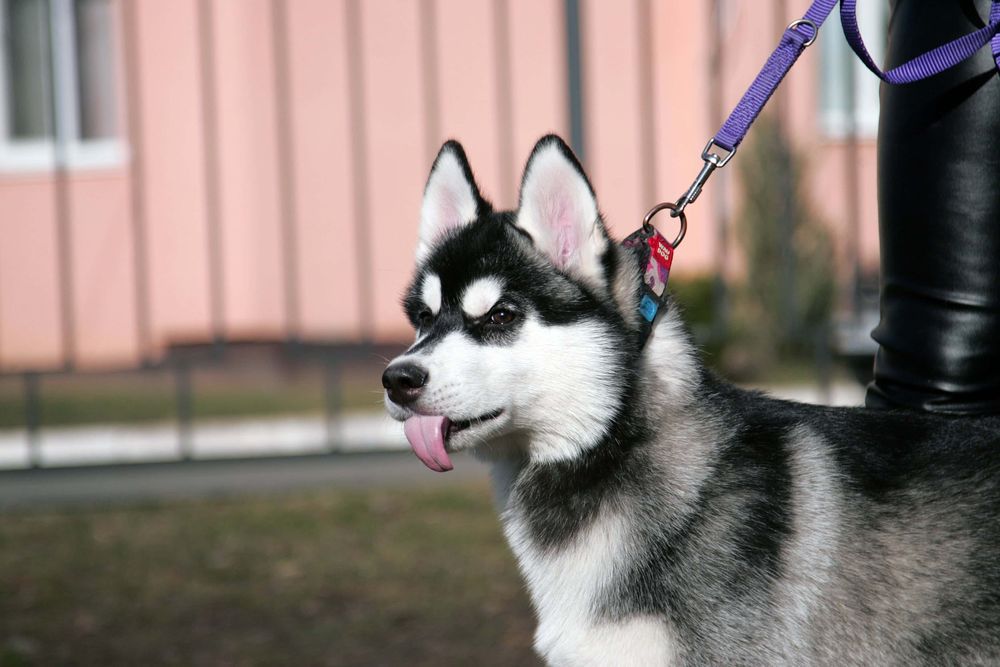 Хаскі із розплідника