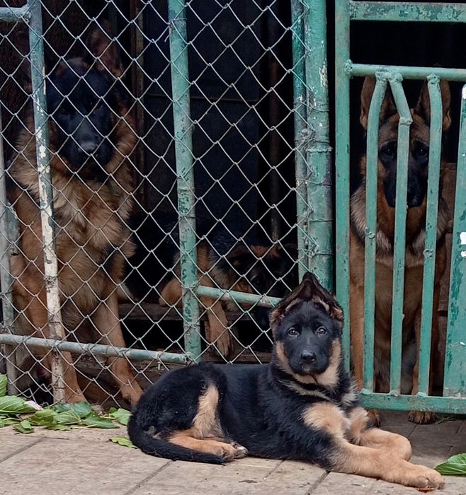 Яркая сука 2,5 мес из питомника.