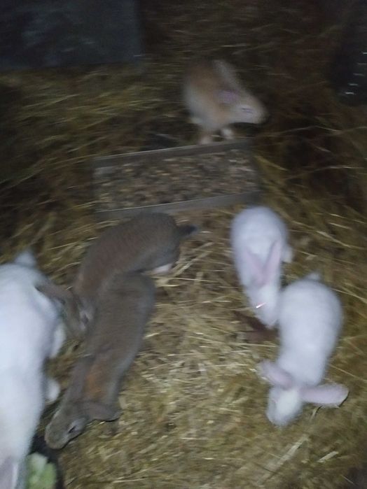 Venda de coelhos:casal ou individuais-Oportunidade de aquisição.