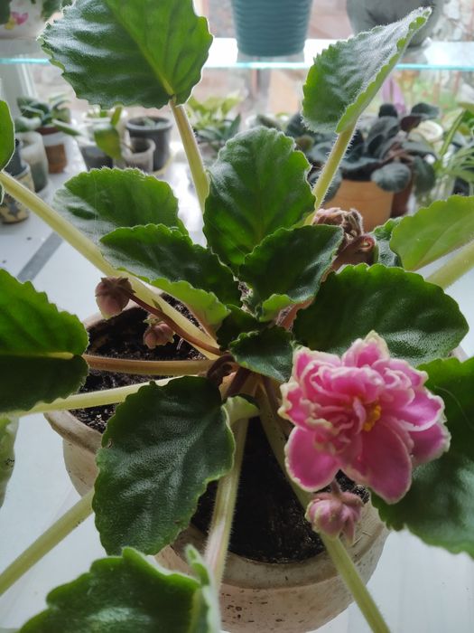 Фиалок нежные букетики