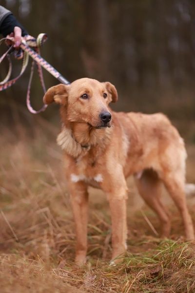 Oddany, miły kochany. Lucky poleca się do adopcji