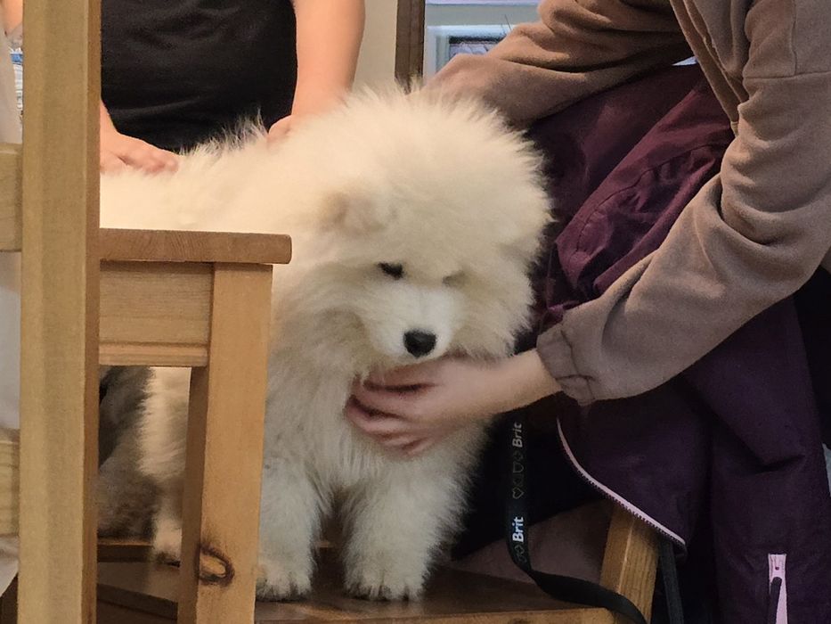 Samoyed szczeniak