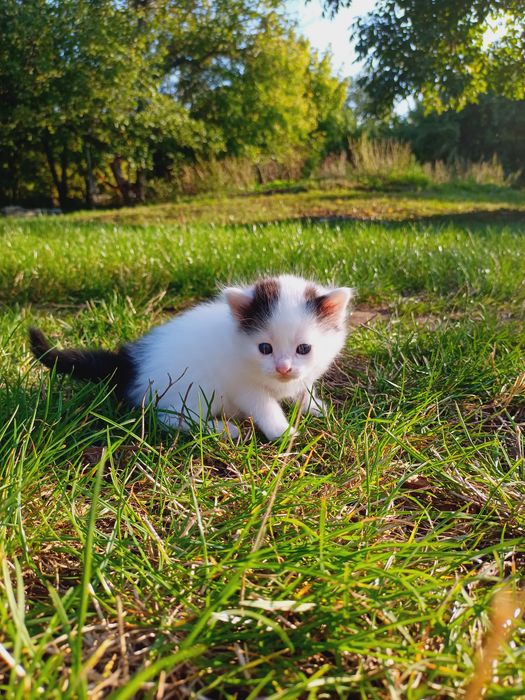 Котята ,котики,котенки
