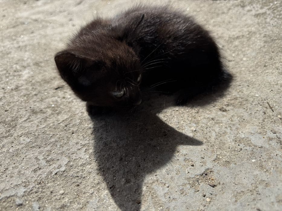 2 gatas para adoção