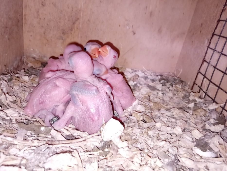 Ring neck bebés para acabar de criar á mão.