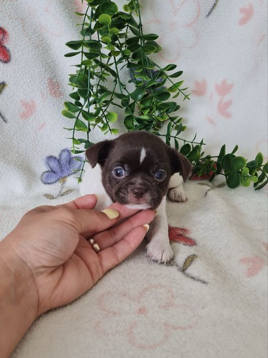 Excelente mini Chihuahua/Chiuaua de Qualidade. Lunhagem Russa