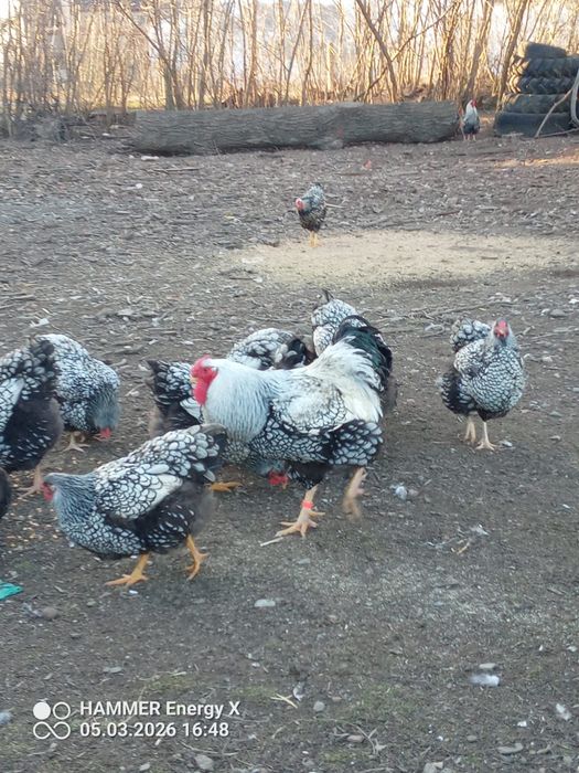 Jaja lęgowe wyandotee