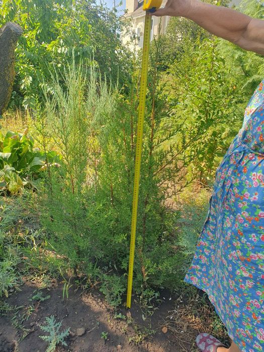 Продам саженцы кипарисов.