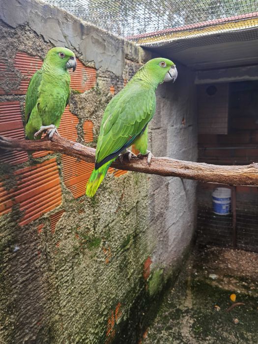 Casal de amazonas auropalliata 2025