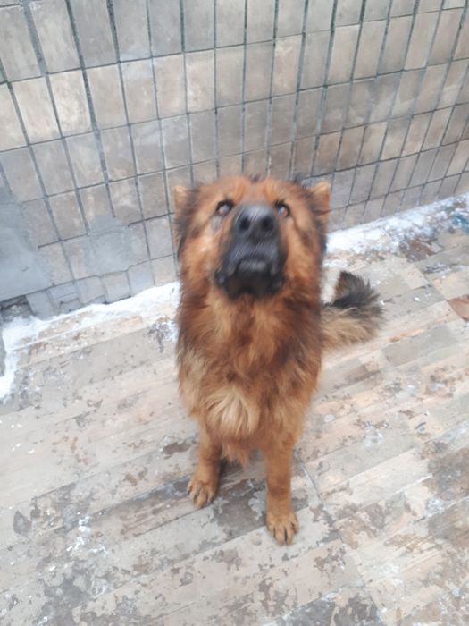 Німецька Вівчарка