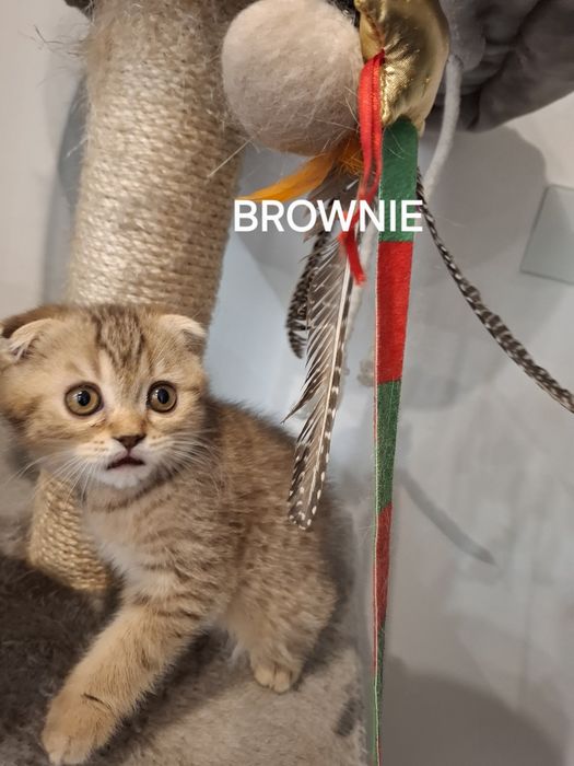 Szkocki Zwisłouchy Krótkowłosy