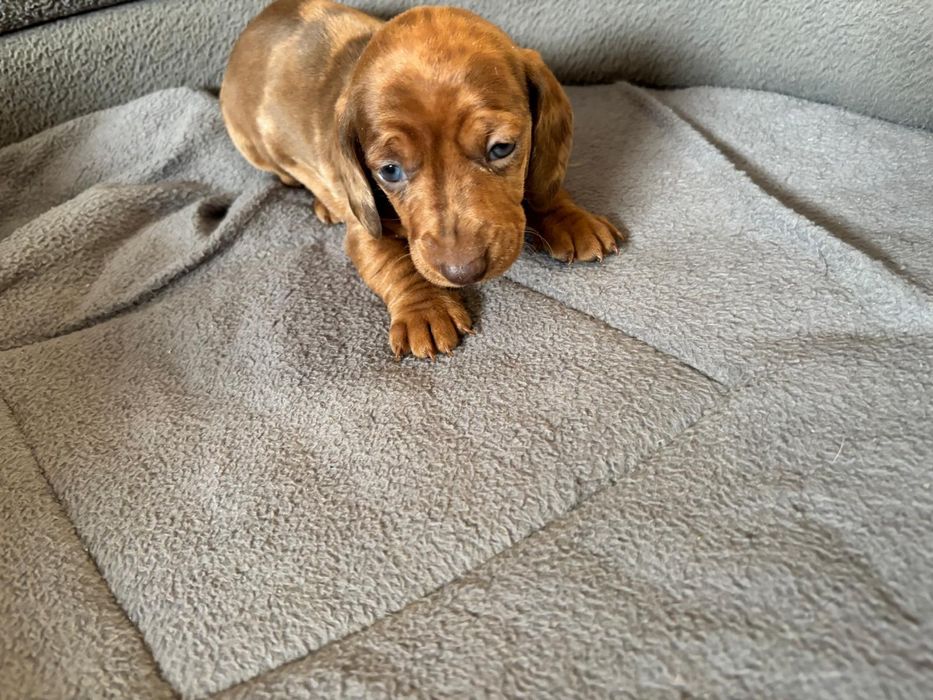 Jamnik miniaturowy merle