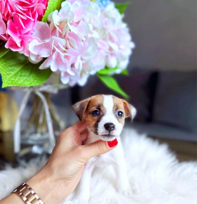 Чірівна манюня джек рассел