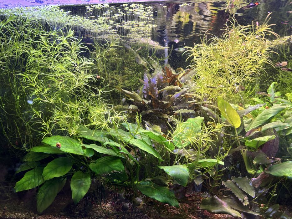 Продам акваріумні рослини: буцефаландра, анубіас