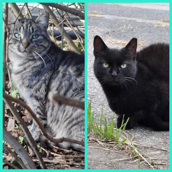 Czarna mama i srebrzysty synek szukają domu