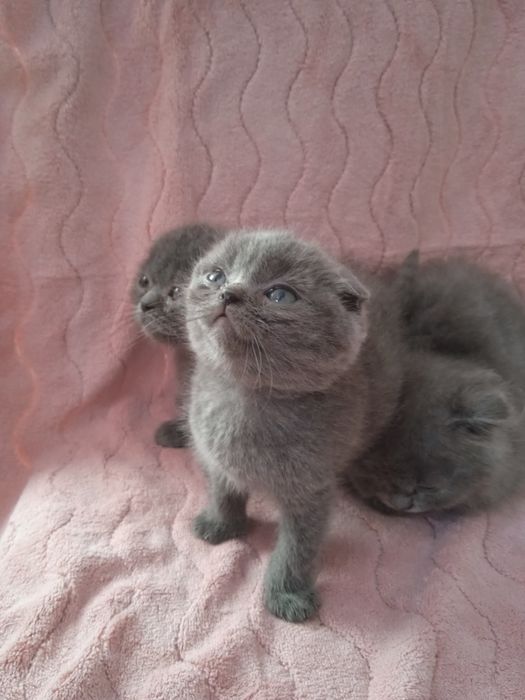 Шотландські кошенята