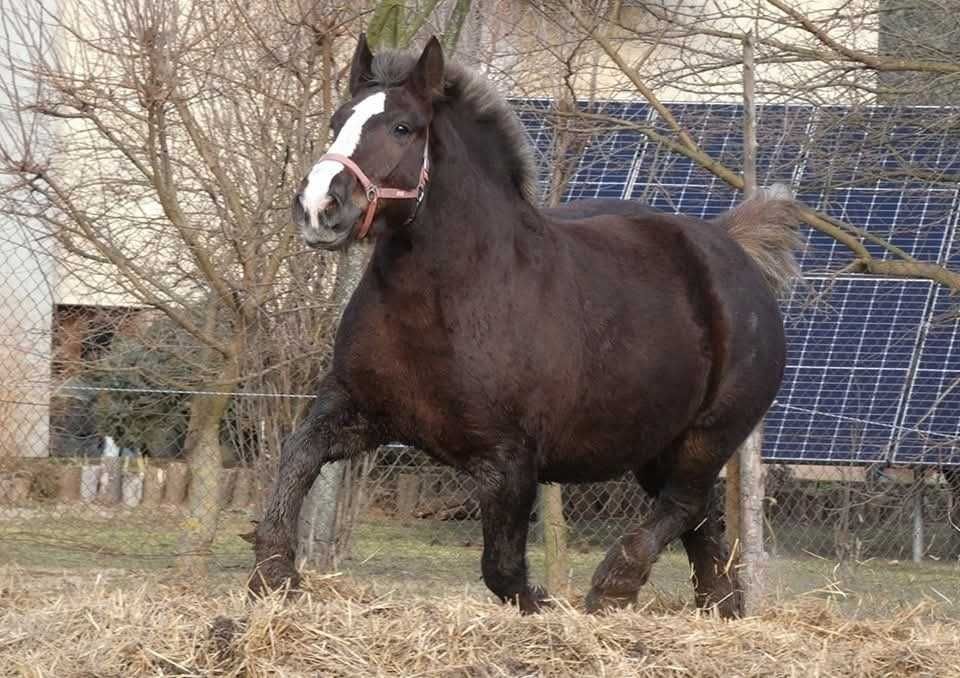 Ogierek zimnokrwisty