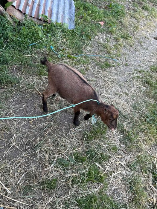 Vendo cabras micro anas sem orelhas