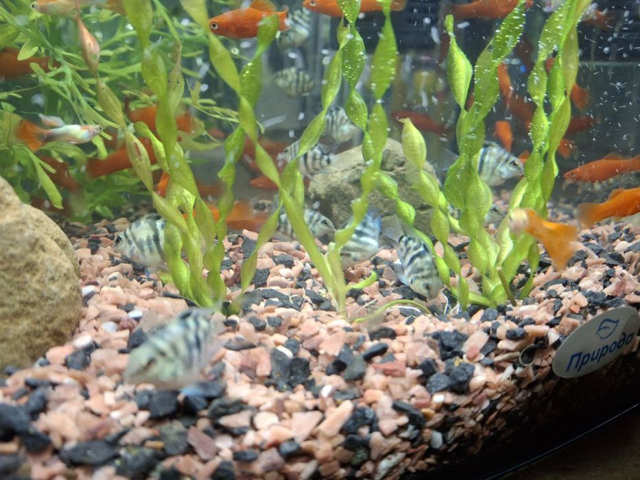 Акваріумні рибки