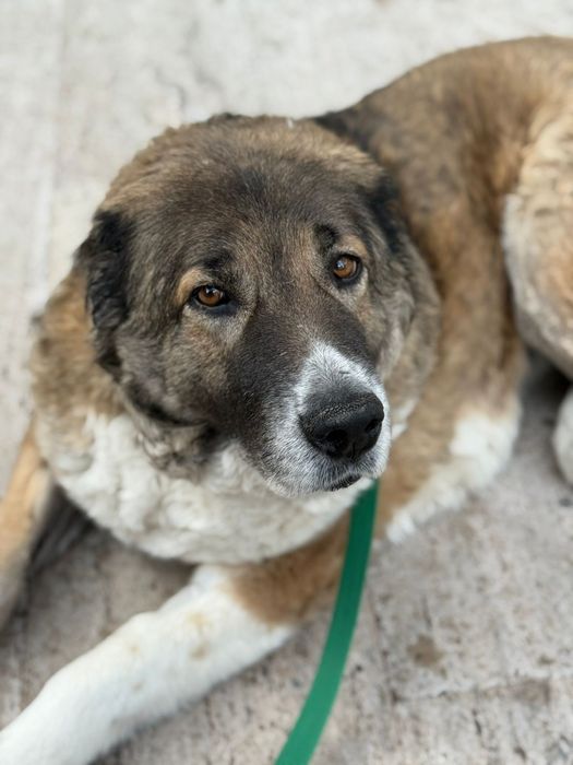 Bobo samiczka szuka swojego człowieka