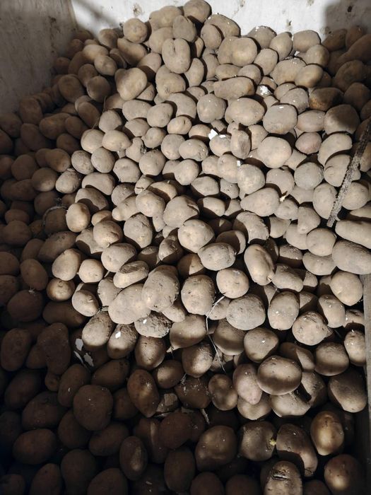 Продам кормовий буряк,  картоплю, моркву.