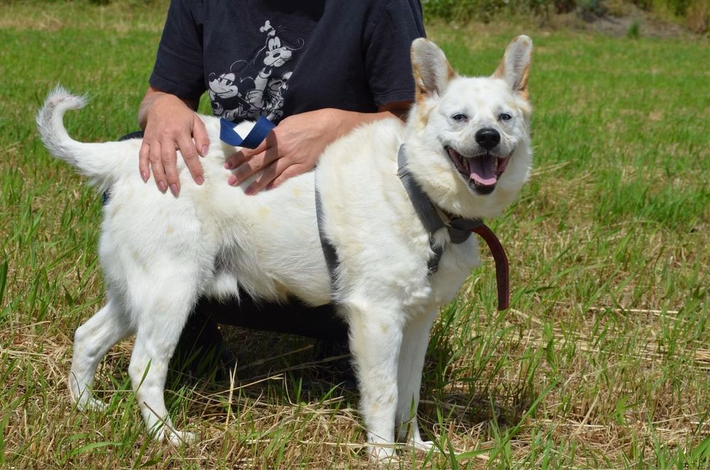 Piekny jasny piesek Kacper szuka domu! Adopcja psa