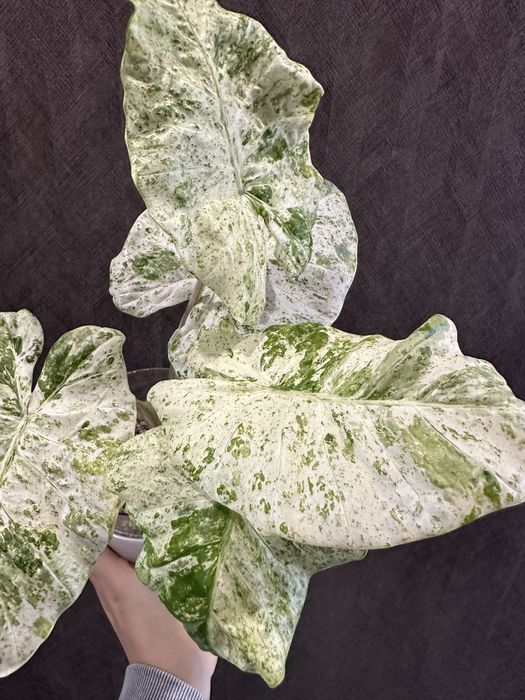 Алоказія  Макрориза Камуфляж Macrorrhizos 'Camouflage'