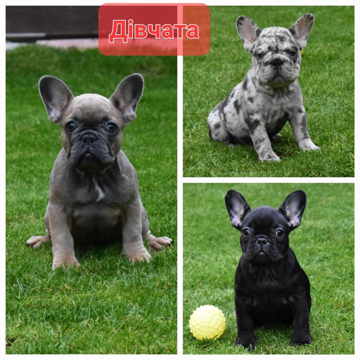 Чудові малюки франічки