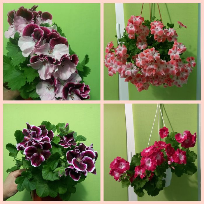 Королівська пеларгонія свіжозріз