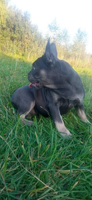 Французькі аристократки