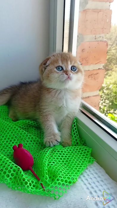 Шикарный вислоухий котик золотая шиншилла