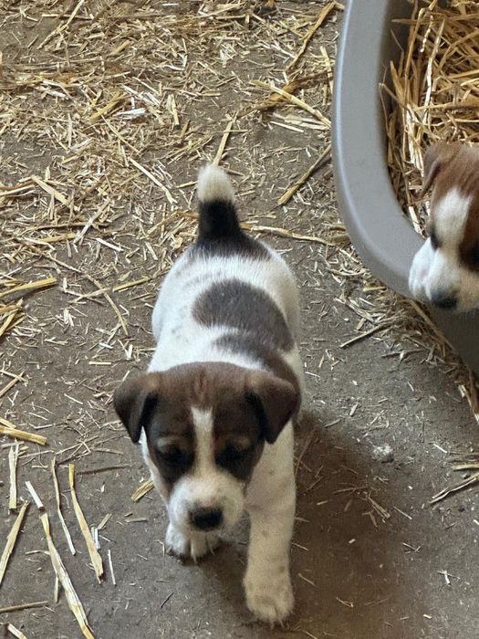 Jack russel  puro