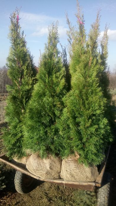 Tuja,thuja, tuje,thuje szmaragd140- 150 cm