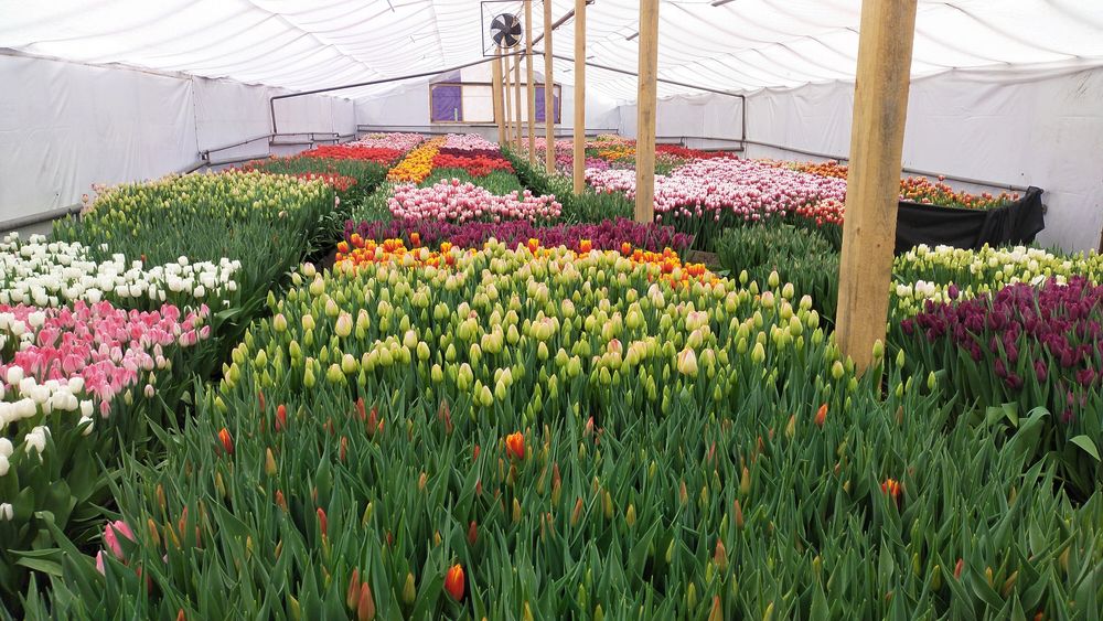 Цибулини тюльпанів після вигонки