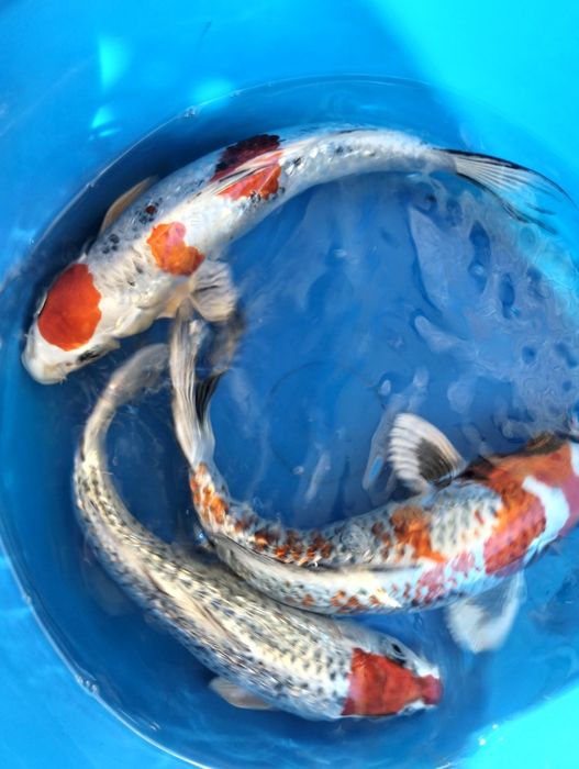 Carpa koi premium tancho kujaku/ kujaku/showa