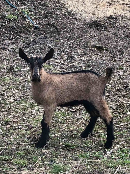 Козлик , цапик,  альпієць