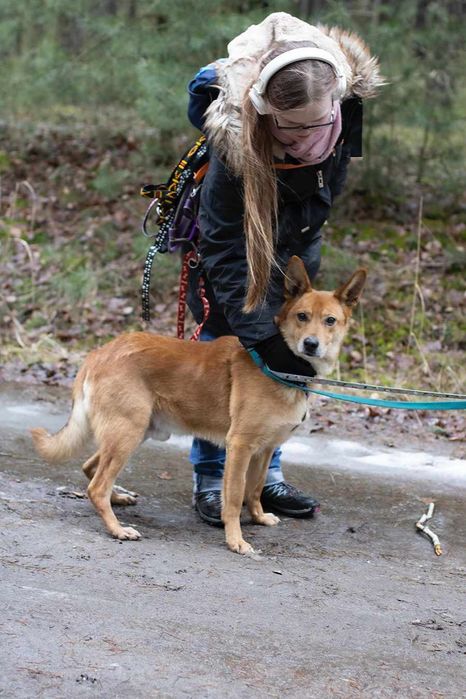 Piesek około 3 lata