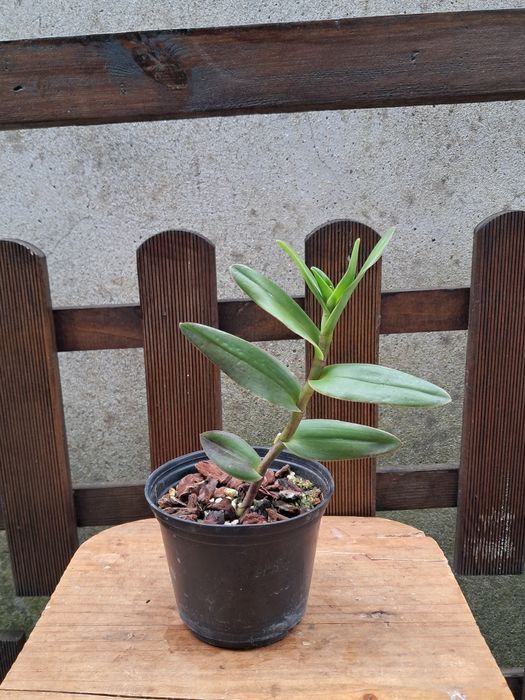 Epidendrum radicans - Orquídea envasada