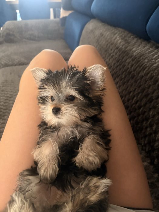 Trzymiesięczna Suczka York