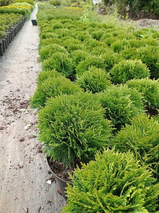 Tuja 'Danica' doniczka 3L